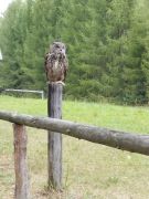 większy obrazek nr 39