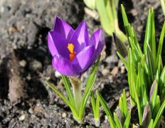 ilustracja do wpisu 
TEMATYKA NA MIESIAC MARZEC