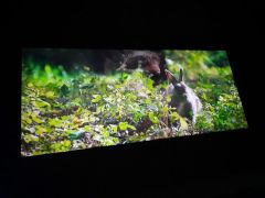 ilustracja do wpisu 
Bambi