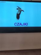 jakie ptaki spotykamy wiosną?