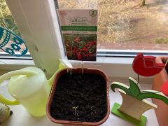 ilustracja do wpisu 
Wiosenny ogródek-obserwacja wzrostu roślin z nasion