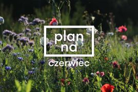 ilustracja do wpisu 
Tematyka tygodniowa na miesiąc czerwiec 2022